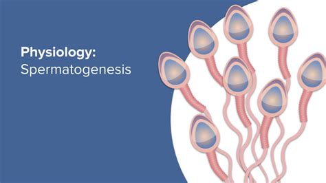 Image result for Oogenesis Animation