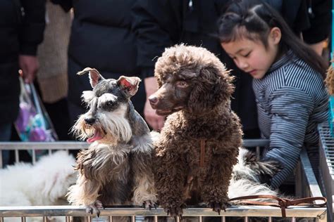 尼泊尔的“狗狗节”，给狗狗送上祝福，流浪狗也可以参加_节日