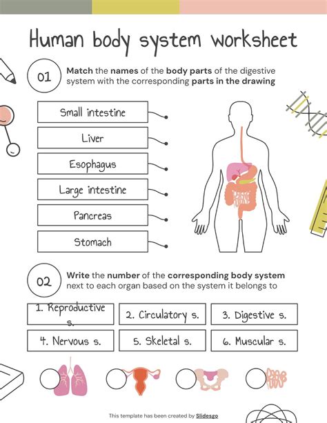 Image result for Digestive System Slides