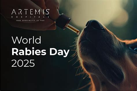 How to Prevent Malaria: Causes, Symptoms & Treatment Options | Artemis ...