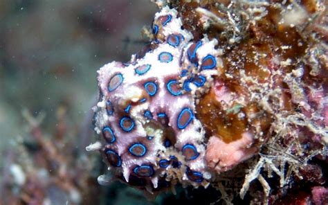 Image result for Blue-Ringed Octopus Color