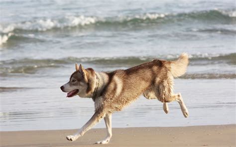 Download wallpaper 1920x1200 husky, dog, sea, beach, escape hd background