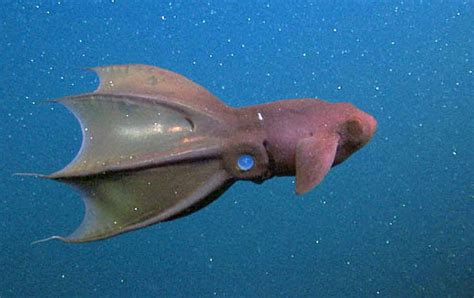 Image result for Adding Video in HTML Code