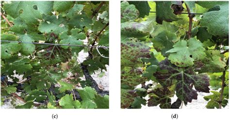 Deep Learning-Based System for Early Symptoms Recognition of Grapevine ...