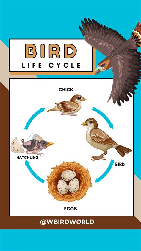 How many stages of bird life cycle are there? | Bird life cycle, Birds ...