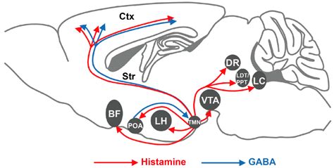 The Histaminergic System in Neuropsychiatric Disorders