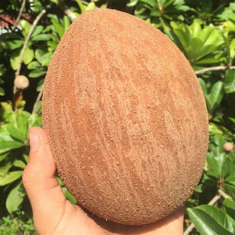 Mamey Sapote Pantine Plants ( Pouteria Sapota) – veliyathgardens