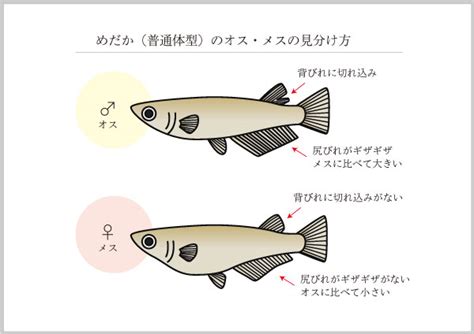 Image result for Example of Debugging Using Letters for Grade 2