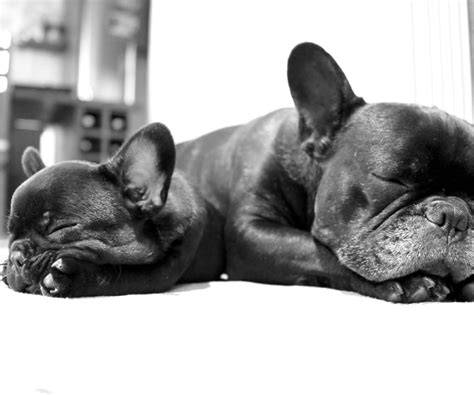 Download wallpaper black and white, puppy, monochrome, sleep, lie ...