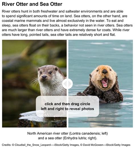 What’s the difference between river otters and sea otters? | Britannica