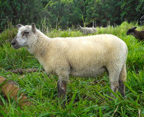 July Lamb Photos - when was born ram