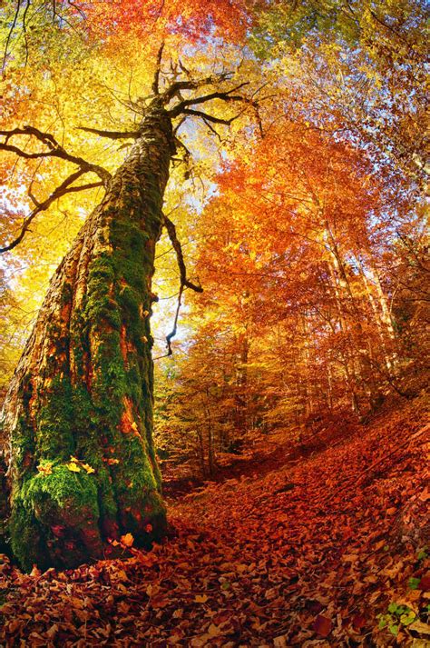 秋季森林的抽象背景图片-抽象模糊的秋景森林素材-高清图片-摄影照片-寻图免费打包下载