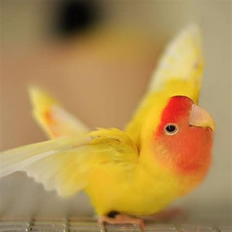 Image result for Elevage Inseparable Conseils