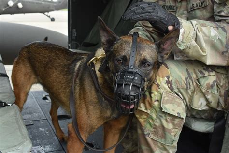 Why Navy SEALs, Delta Force Take Dogs On Missions Against, 50% OFF