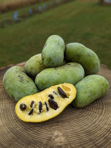 Paw Paw Stratified Seed | Humble Roots Tree Farm