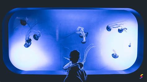 Define Aquarium, Aquarium Meaning, Aquarium Examples, Aquarium Synonyms ...