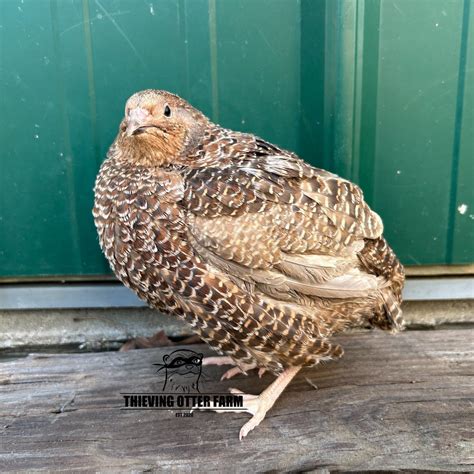 Jumbo Brown Coturnix Quail Hatching Eggs for Sale — Thieving Otter Farm