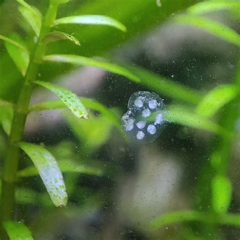 My Bladder Snail Egg clutch : r/PlantedTank