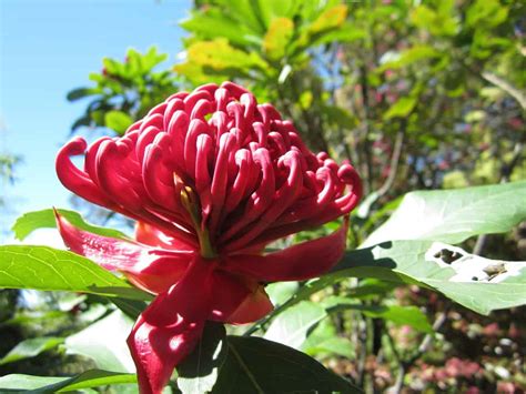 Immerse in the Beauty: Stunning Native Australian Flowers Wallpapers