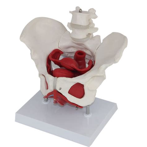 Buy Female Pelvis And Perineum Model with Removable Organs Female ...