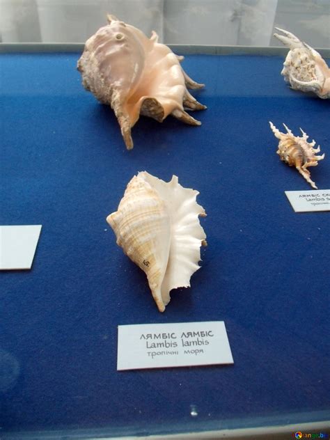 Image result for Finding Tropical Shells
