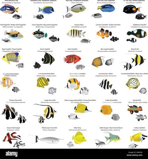 Saltwater Aquarium Fish Types