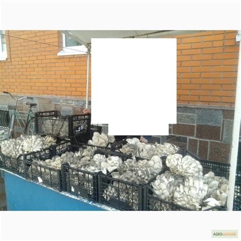 Продам/купить готовые грибные блоки вешенки и шиитаке, Кировоградская ...