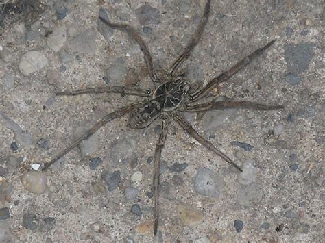 To Every Purpose: Michigan Wolf Spider, fun to read about, NOT fun to ...