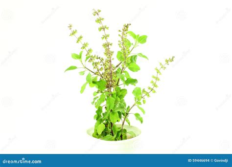 Medicinal Tulsi or Holy Basil Indian Herb Plant on White Background Stock Photo - Image of care ...