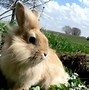 Image result for Dual Screen Wallpaper Bunny