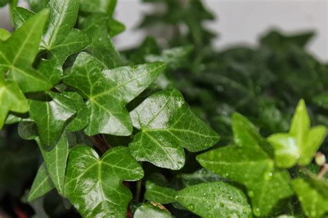 English Ivy Houseplants Care