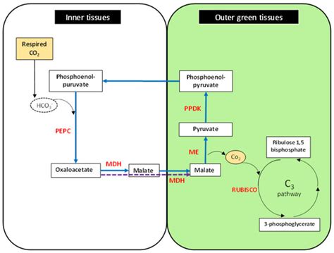 Pathways of Photosynthesis in Non-Leaf Tissues