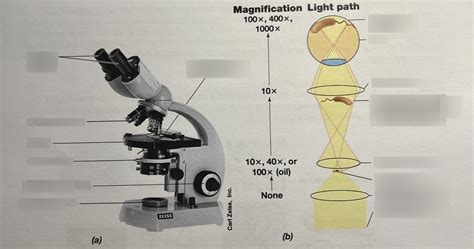 Image result for Microscope Magnification Power