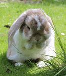 Image result for 1 Week Old Mini Lop Rabbits