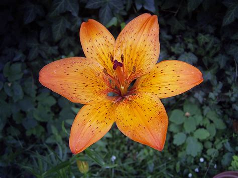 Tiger Lily Flower wallpaper | 2048x1536 | #51900