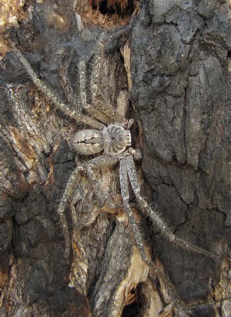 Bug Eric: Spider Sunday: Giant Crab Spider