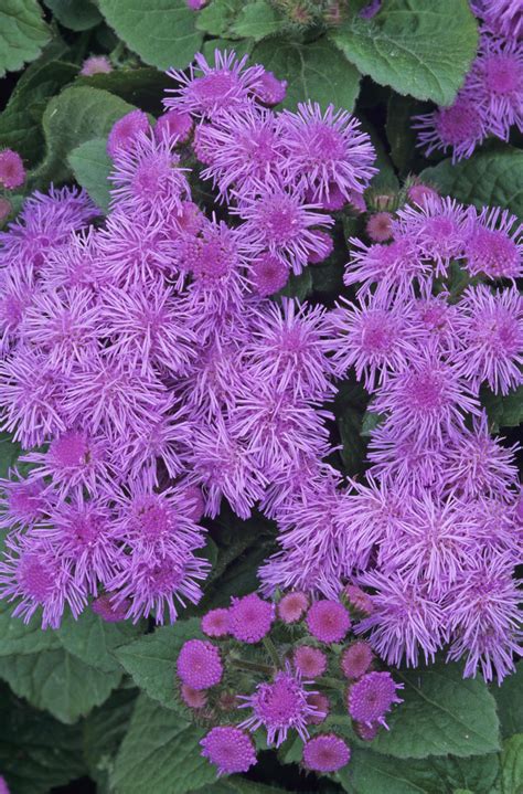 Deer Resistant Flowering Shrubs: A Guide to Choosing the Right Plants