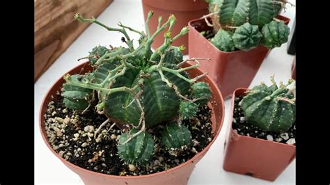 Umdlebe Tree 的图像结果