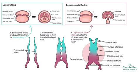 From Simple Cells To Pulse: The Development Of The Heart Tube Explained
