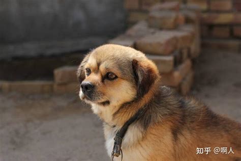 外国人怎么评论中华田园犬-宠物网问答