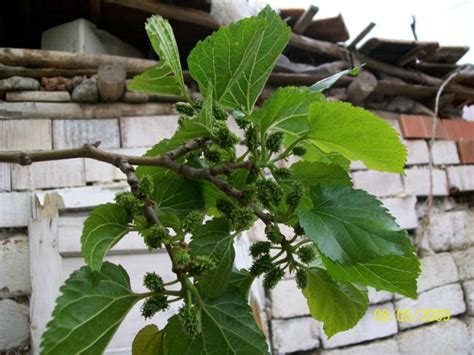 B5A Organik Sıvı Gübre Hakkında - Page 26 - agaclar.net