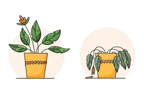 Cute sad wilted plant in a pot. Stages of withering, abandoned and scared houseplant without ...