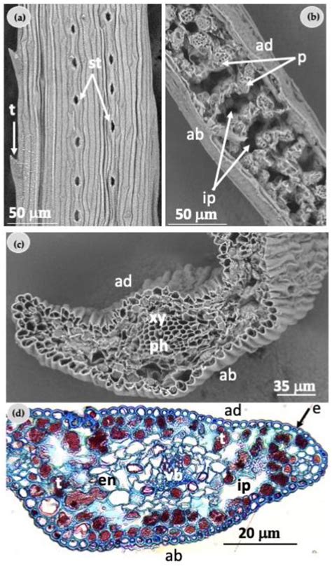 Testing Explant Sources, Culture Media, and Light Conditions for the ...