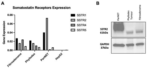 The Investigation of Somatostatin Receptors as a Potential Target in ...