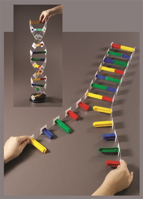 Image result for DNA Models Made Easy