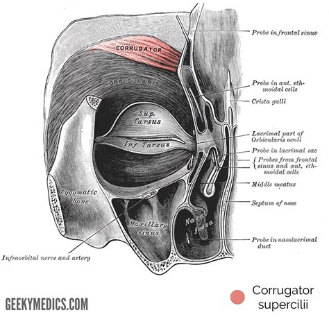 Corrugator Supercilii Muscle