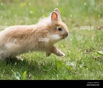 Image result for Lionhead Bunny Rabbit