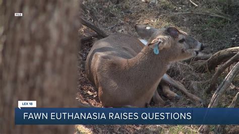 Report: Kentucky wildlife officials euthanize deer at unpermitted facility