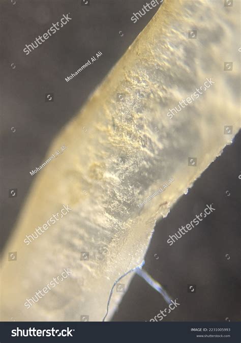 Image result for Microscope Toes