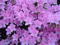 fiori azalee amuleti fiori e piante portafortuna mamma di fiori azalee amuleti fiori e piante portafortuna mamma di